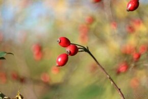 Helios 44M-4 58mm f2, M42 - 1