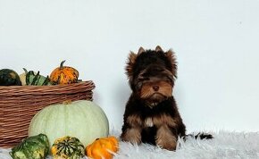 Yorkshire terrier, Jorkšírský terrier, York