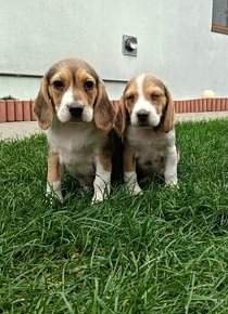 Bigel / Beagle