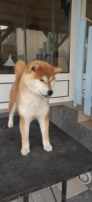 Shiba inu pp