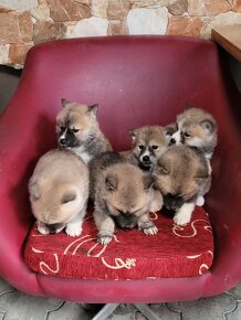 Akita inu šteniatka