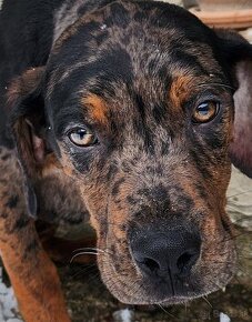 Louisiana Leopard,  Catahoula