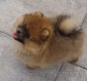 Nemecky spic pomeranian