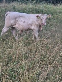 Predám 8 mesačného býka charolais