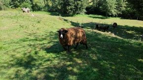 Ovca Zwartbles