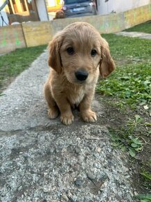 Zlatý retriever