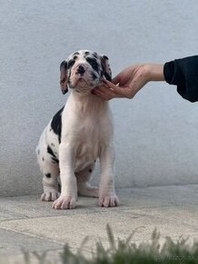 Nemecka doga steniatka