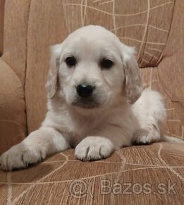 Zlatý (golden) retriever - šteniatka