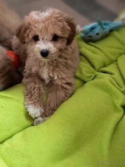 Maltipoo