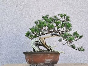 Bonsai / bonsaj - rozne, foto v prilohe, ponuka v texte