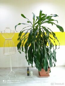 Dracena veľká - 1