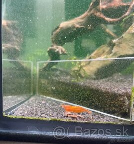 Neocaridina Orange krevetky