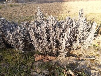 Ruzova levandula