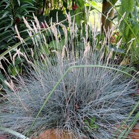 Ozdobná trávy, Festuca glauca, Chrastnica trstenikova,Ostric