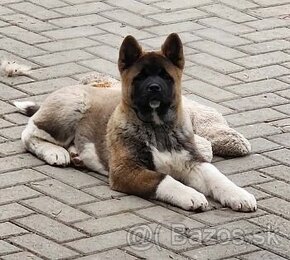 Americká akita (American akita)