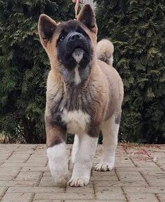 Americká akita (American akita)