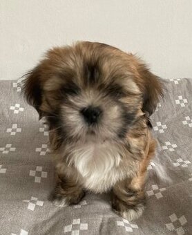 Lhasa apso