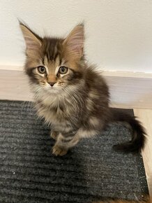 Maine coon