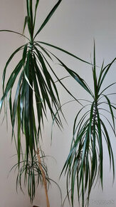 Dracena 170 cm - 1