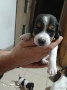 Jack Russell