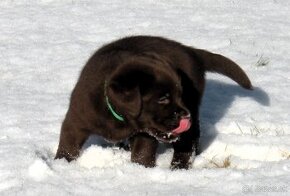 Labrador retriever -  čokoládové šteniatka s PP - 1