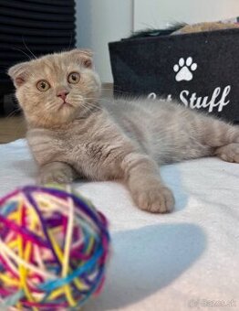 Scottish Fold