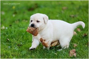 Labradorský retriever - 1