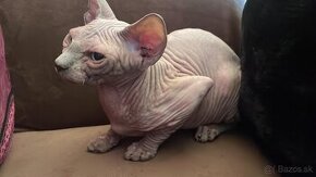 SPHYNX a DEVON REX