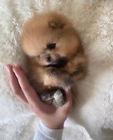 Pomeranian mini