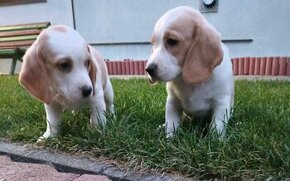 Beagle / Bigel