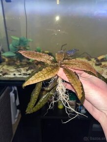 Cryptocoryne