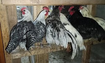 Kohuty, australorp,brakelka