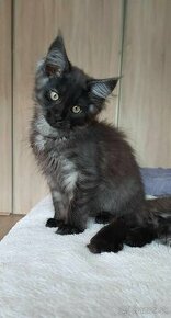 Maine coon/Mainská mývalia