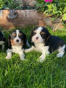 Cavalier King Charles Tricolor