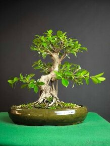 Bonsaj Ficus - 1