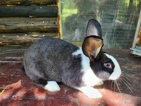 Predám krásneho samčeka králika Šarišský obor - 1