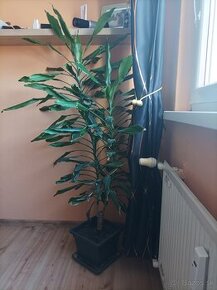 Dracena 160cm