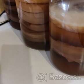 Kombucha - elixir, huba na výrobu probiotického nápoja