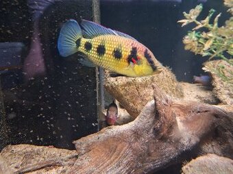 Predam cichlidy Hemichromis elongatus