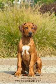 Šteniatka rodézskeho ridgebacka FCI