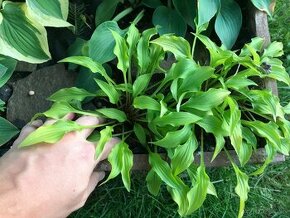 Hosta (funkia) odroda O’hara