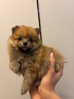 Pomeranian