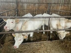 Charolais jalovicky