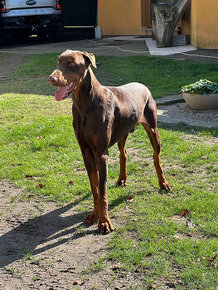 Doberman hnedý