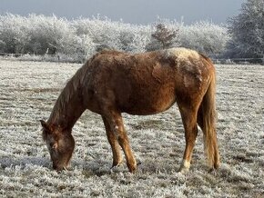 Appaloosa