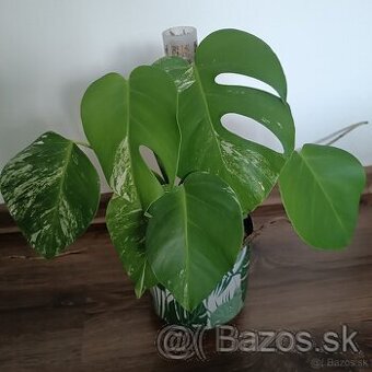 Monstera albo