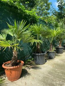 Palmy Trachycarpus Fortunei