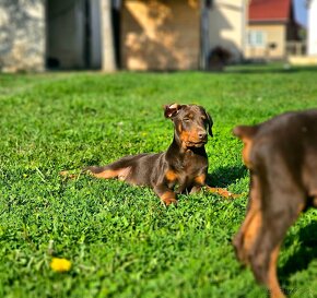 Doberman šteniatká