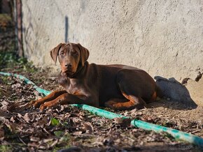 Doberman šteniatká