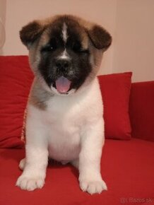 Akita Americka